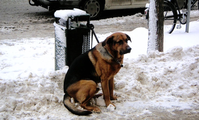 sweden冬の犬