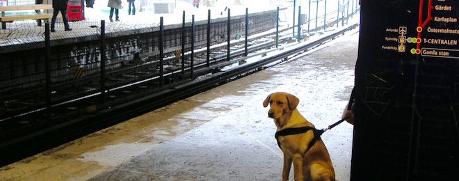 冬の北欧電車を待つ犬