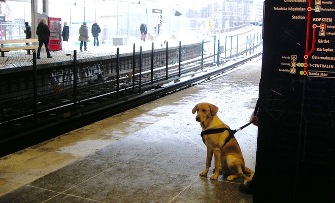 冬の北欧電車を待つ犬